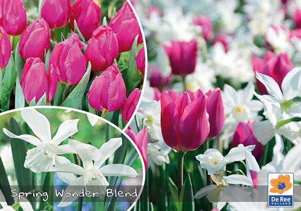 Spring Wonder Blend - Maxipose