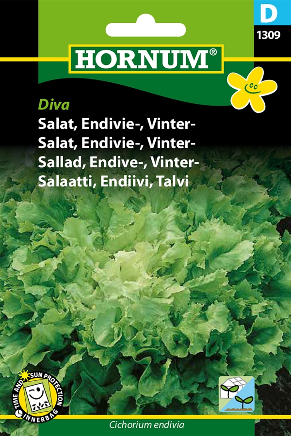 Salat - Endivie-