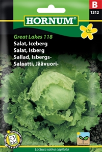 Iceberg Salat