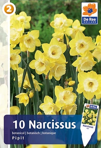 Narcis Pipit