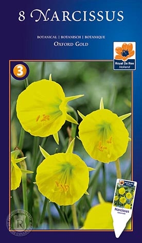 Narcis Oxford Gold