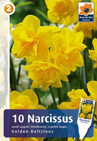 Narcis Golden Delicious