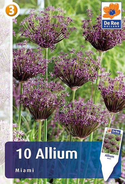 Allium Miami