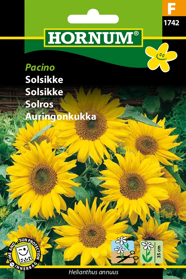 Solsikke - Pacino