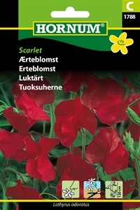 Ærteblomst - Scarlet