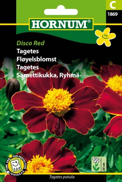 Tagetes - Disco Red