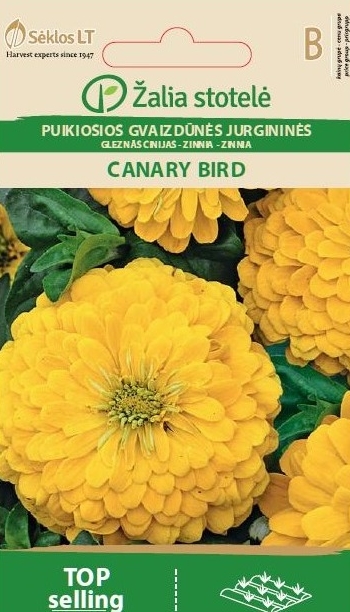 Frøkenhat - Canary Bird