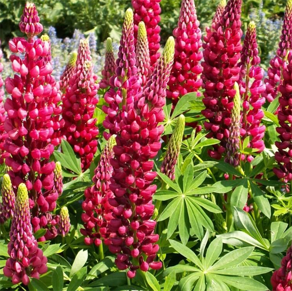 Lupin - Russel pink shades
