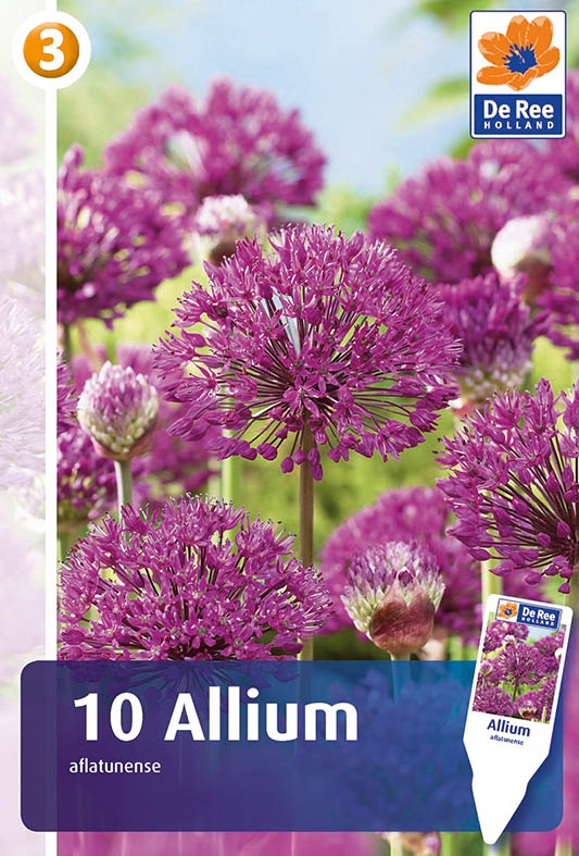 Allium Aflatunense