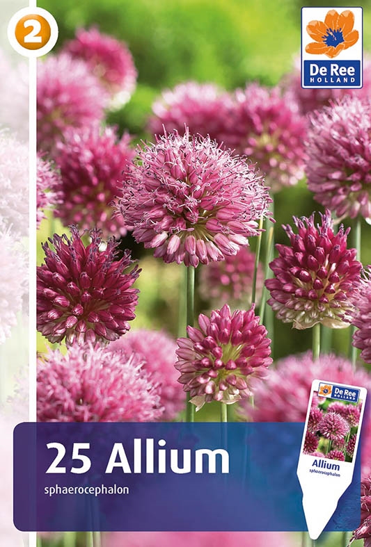 Allium Sphaerocephalon