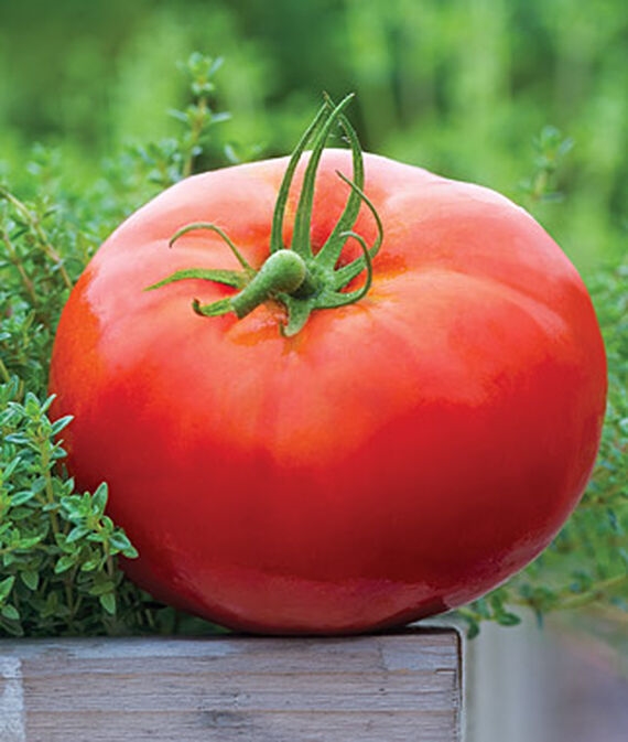 Tomat - Big Daddy