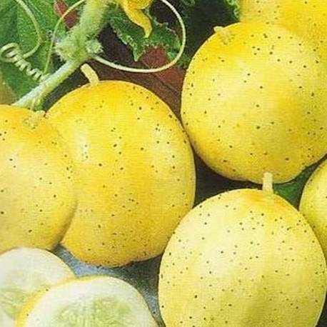 Agurk - Lemon