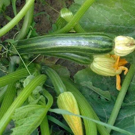 Courgette Early Gem F1
