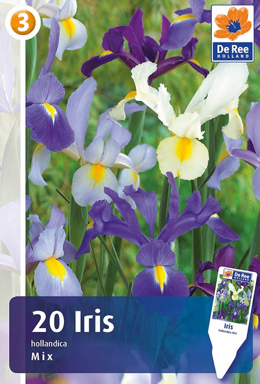 Iris Hollandica Mix