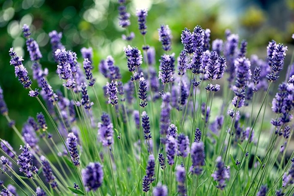 Sådan formere du lavendel