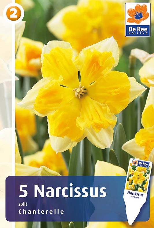 Narcis Chanterelle