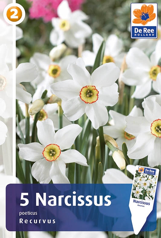 Narcis Recurvus