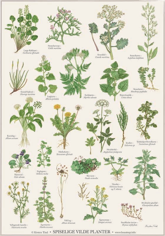 Hvilke vilde planter må spise? Bestil Plakat