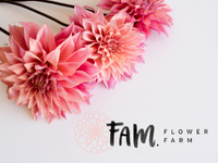 Dahlia - Fam. Flower Farm