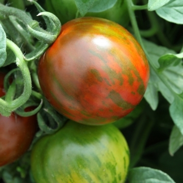 Tomat - Ramblin Red Stripe
