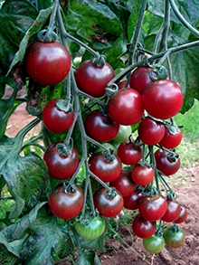 Tomat - Rosella