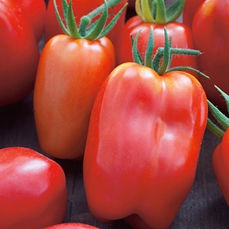 Tomat - San Marzano