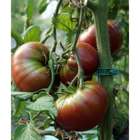Tomat - Black Krim